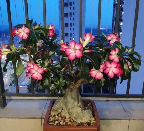 最惹人喜欢的3种花,开花时间超200天,好养如绿萝