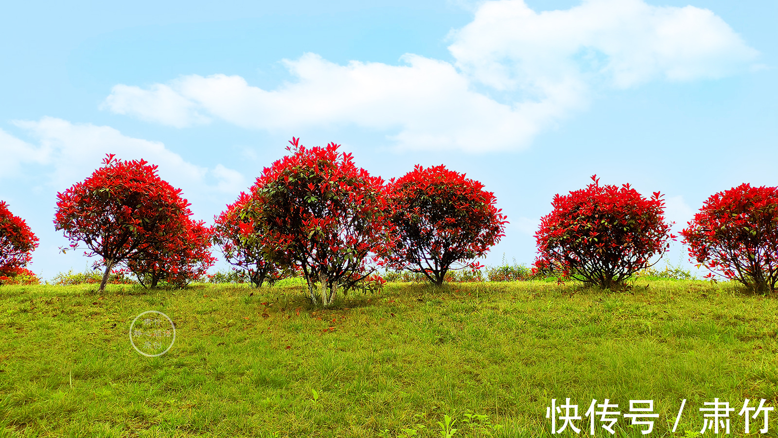天空|鸟儿属于天空,而我只是守巢人