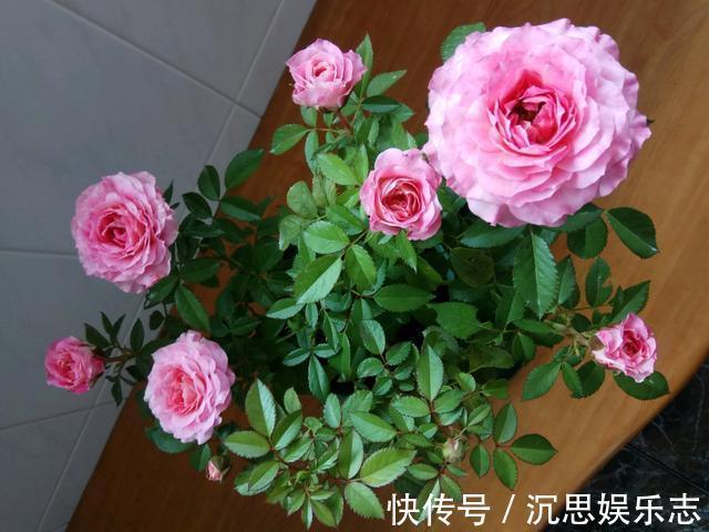 养花|秋季养花选这种,养护容易,漂亮又芳香,花开一朵,可使满室飘香