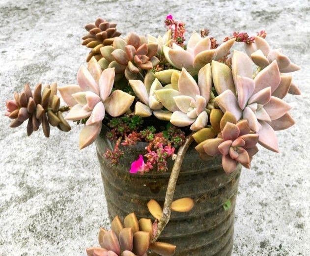 只要家里有油桶,就不用花钱买花盆!多肉种在油桶里,叶子胖嘟嘟