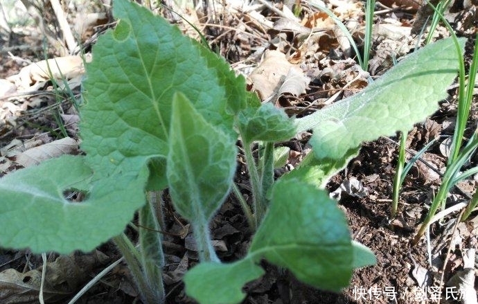 这野菜根茎形似菠菜，叶子长毛，人称“大耳毛”，可治关节炎