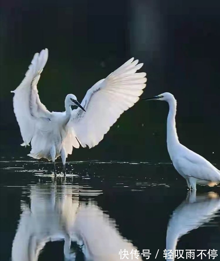 晓露@七律 梦中思(七首)