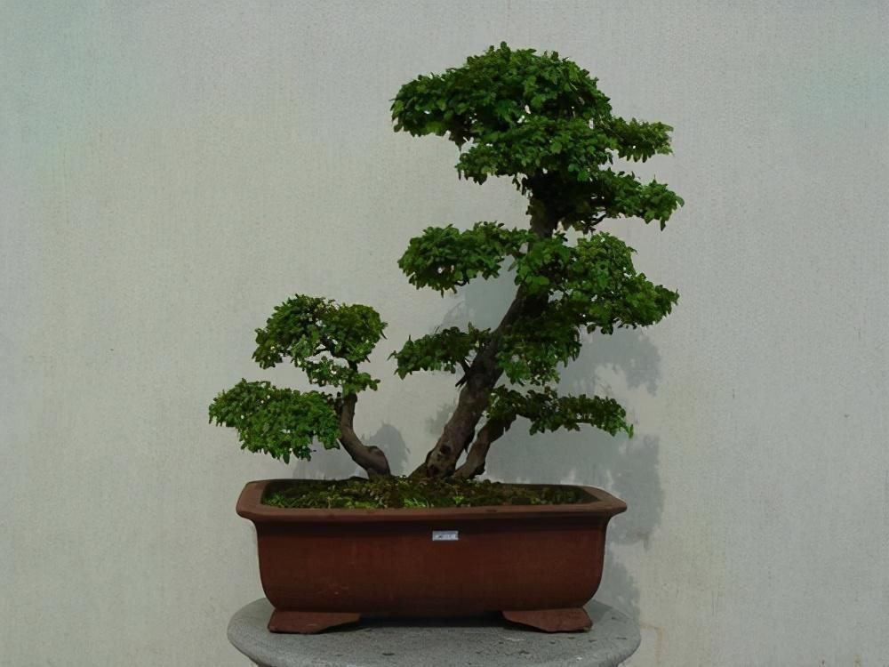 修剪|4种农村常见的树墩子,修剪一番变成高价值盆景,观赏性极高