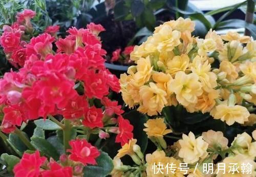 绿萝|闲置塑料袋,冬天拿来养花作用真不小,既能环保又能省钱