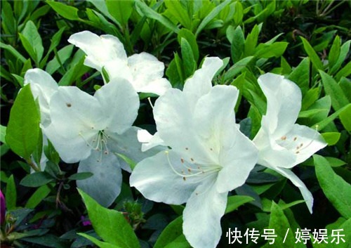室外杜鹃花如何养教你3个养护小妙招，花开美丽满枝头
