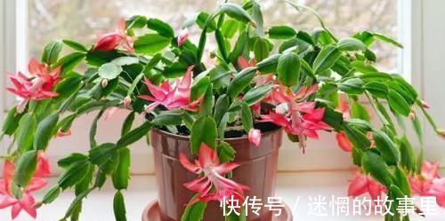 花卉|养花就用一种果皮，直接扔盆里，新芽蹭蹭冒，四季不黄叶