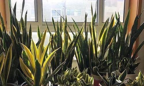 虎皮兰|养虎皮兰，浇花用上2种'水'，叶子绿，根须越长越旺盛