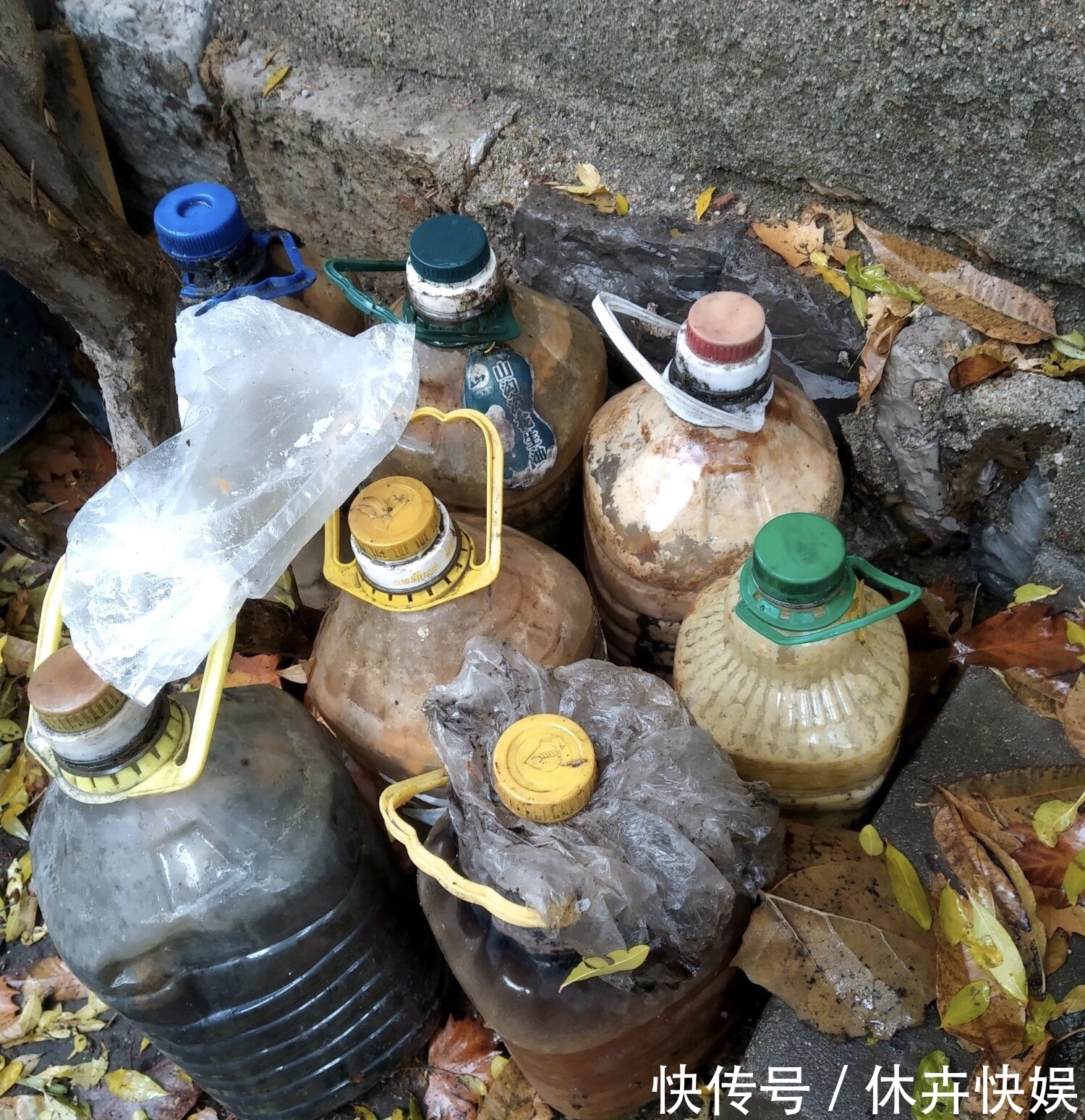 李大爷养花，2种水“浇灌”所有花，1盆比1盆旺，从不买“花肥”