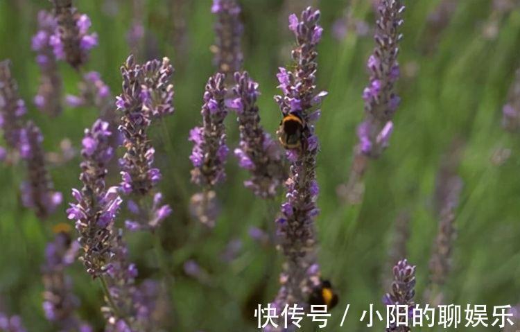 农历10月2日霜降后,养什么花?以下3种花,吉祥如意事事顺心