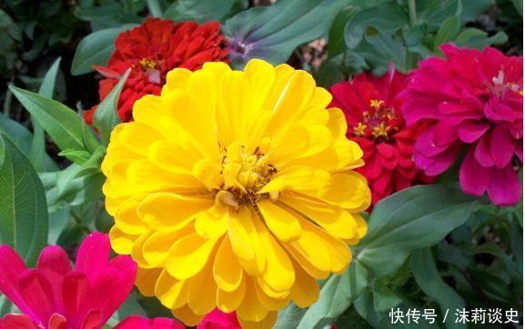 几款小花便宜又好养,开花爆盆花期长,花大色艳真漂亮