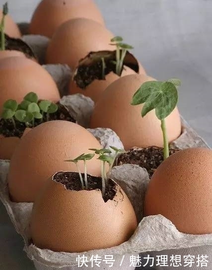 菜园|在家打造小菜园,妈妈们不用买菜啦