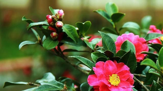 这“3种花”最好扦插,“掰枝条”插土里就能活,花友看了都羡慕