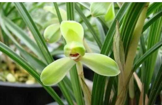 啤酒、淘米水浇花都不如“它”，“它”被称为花界中的万能水！