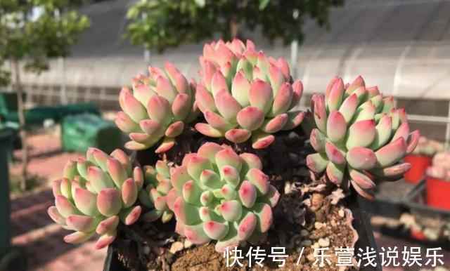 老桩多肉该怎么换盆?2种方法“保活”,叫你心血不再白费