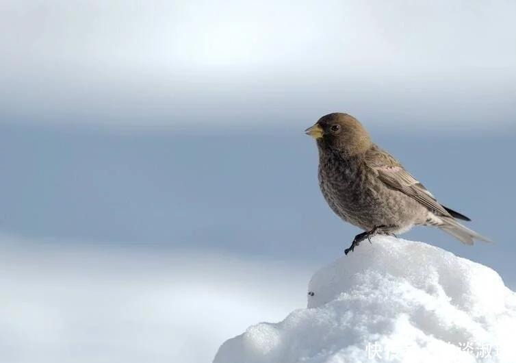 相伴|新疆高山岭雀,与雪相伴,美极啦!