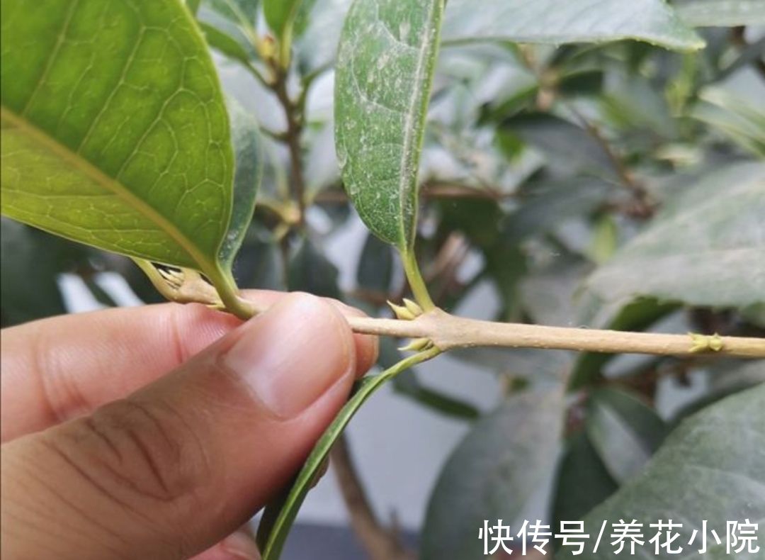 浇水|9月桂花还没开,给它多做3件事,很快就能开花,香飘满园