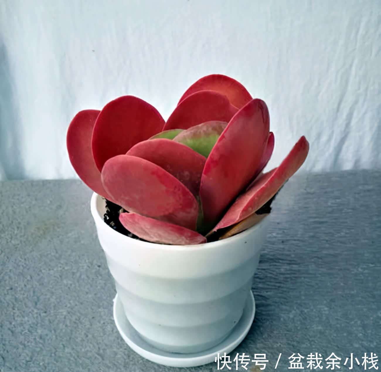 多肉珈蓝菜属,唐印、月兔耳、江户紫、落地生根、趣蝶莲、千兔耳