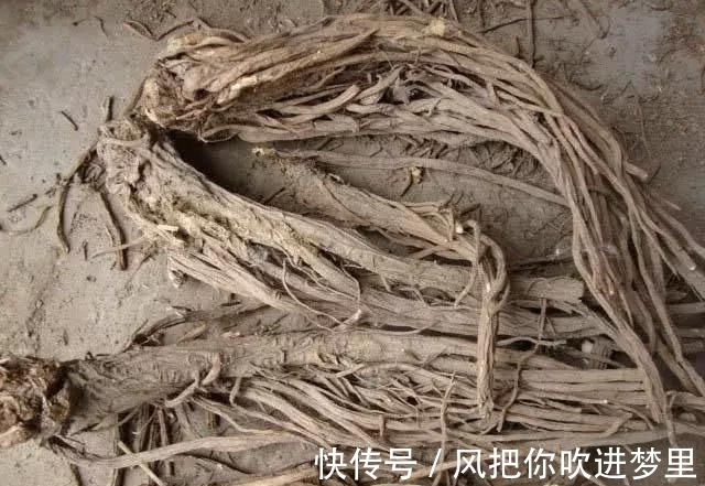 农村|农村常见的野草竟然是宝贝,泡酒能舒筋活血,俗称“长生草”