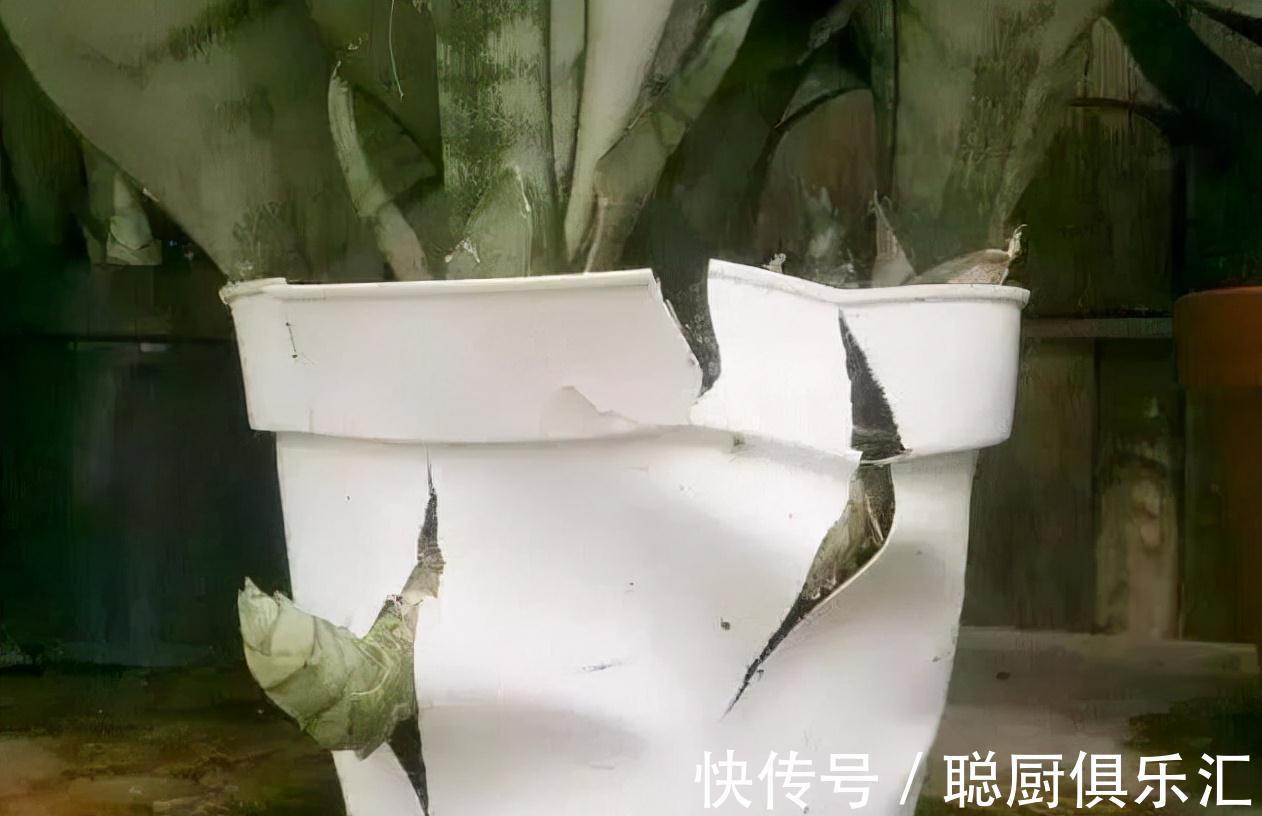 盆里埋一颗大力丸,虎皮兰侧芽挤爆盆,还大拇指一般粗