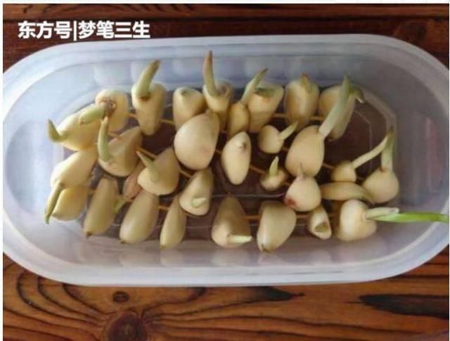 食物|若想癌细胞一点一点减少,那就吃这几种好食物吧,癌毒素也会少