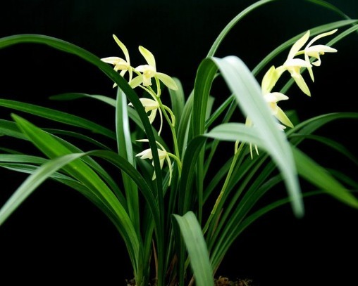 兰草正盛开,教你养兰草的3个小妙招,花开时节满屋清香扑鼻