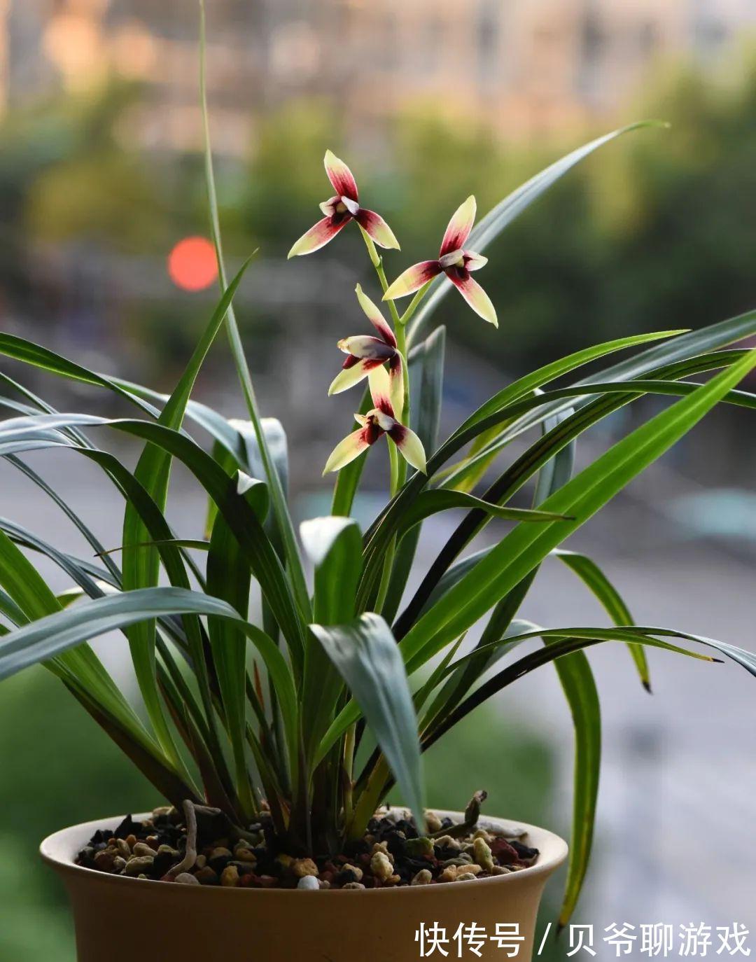 日照|全面分析阳台环境给兰花带来的不适,轻松攻克兰花的“阳台病”!