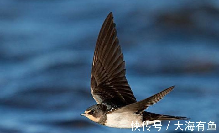 蝙蝠|俗语“四喜不请自来,家中大富大贵”,是什么意思四喜指哪些