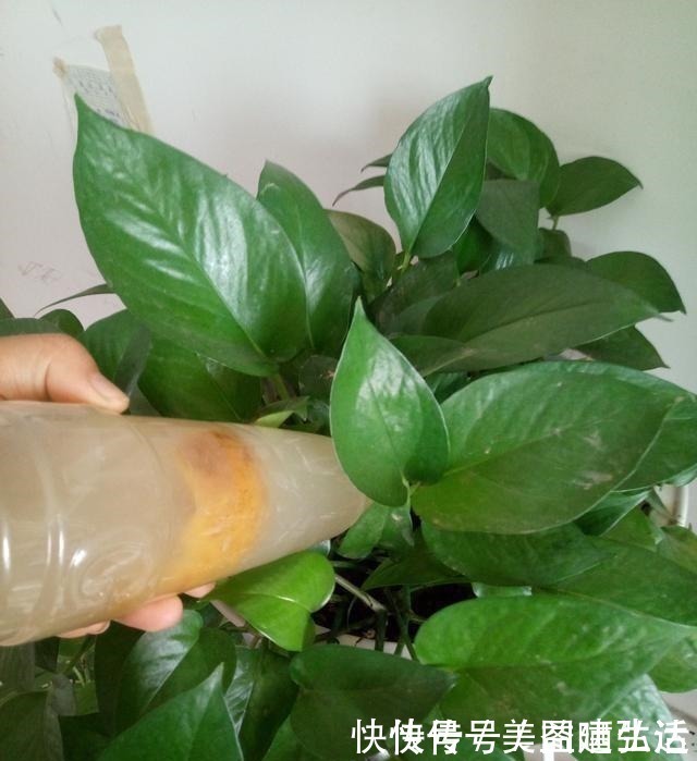 钾肥|不花钱的“营养液”,给君子兰浇一点,叶片肥,叶纹深,开花多!