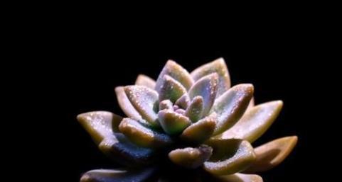 北方冬季多肉是隔着玻璃晒太阳好,多肉补光灯,到底有没有用?