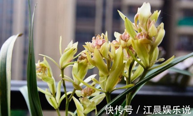 老花农养兰花，用3种植料，兰花不烂根，芽蹭蹭冒，花呼呼开