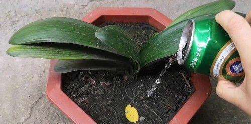 绿萝君子兰喜欢一种“水”,半月灌一次,土壤透气疏松,越养越旺