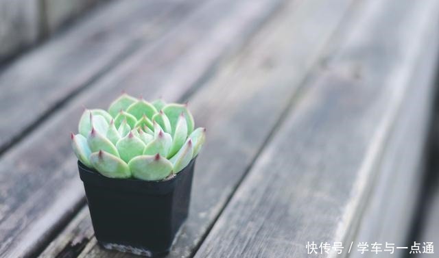 这5款多肉植物适合新手种,扔土里就能活,一年长一大群!