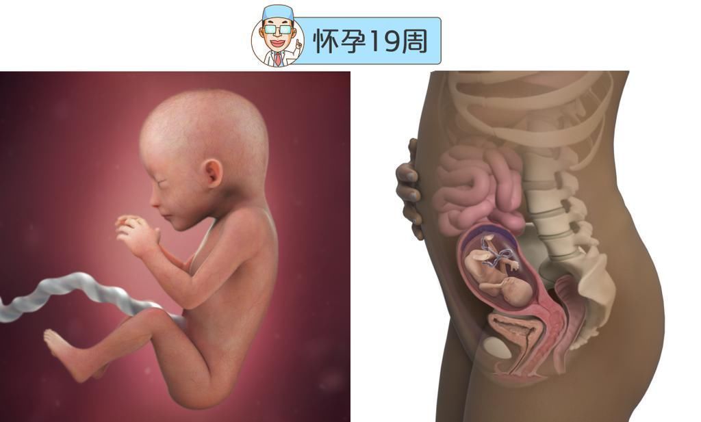 婴儿|最全的怀孕周期图鉴,感受从受精卵到婴儿的神奇变化!