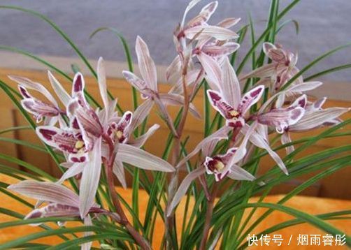 5种花是花中劳模,一年四季开花不断,入手不会亏