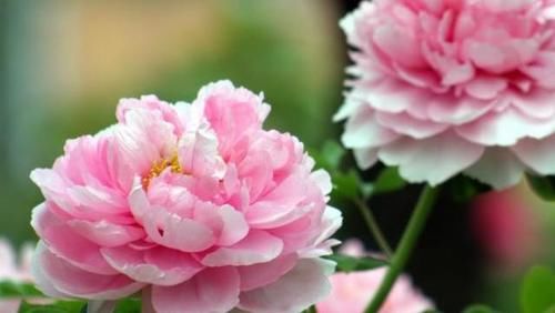 如何养护牡丹花？