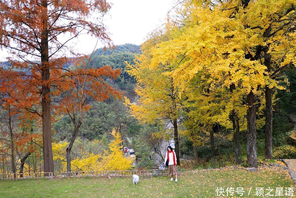 四明山赏秋胜地，茅镬秋色，至今游历25次