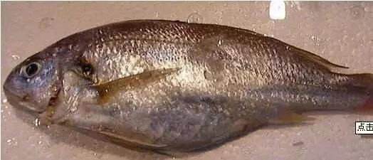 海鲜|渔民整理的海鲜大全,以后再也不怕不认识海鲜了