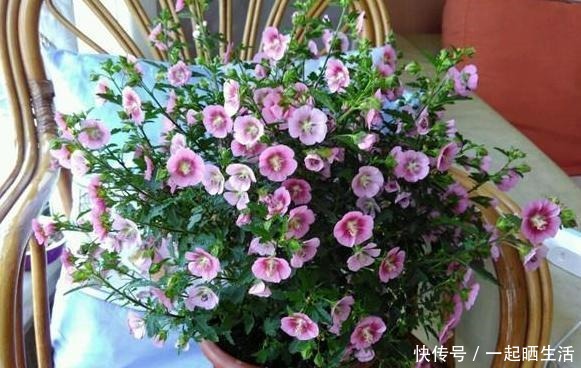 此花一年开300多天,几元钱就买一盆,做到最后一点成棒棒糖!