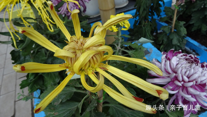 喜欢菊花,不如养“珍品名菊”古刹金刚,花姿独特,刚劲有力!