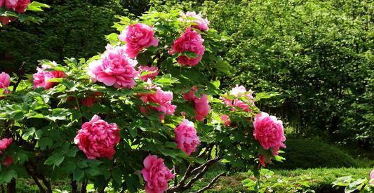 4种漂亮花，没有院子就不要养，盆栽长不出效果，白费力！