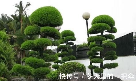 银杏树|家门口种上3棵树,聚气养人旺三代,富贵人家都种了