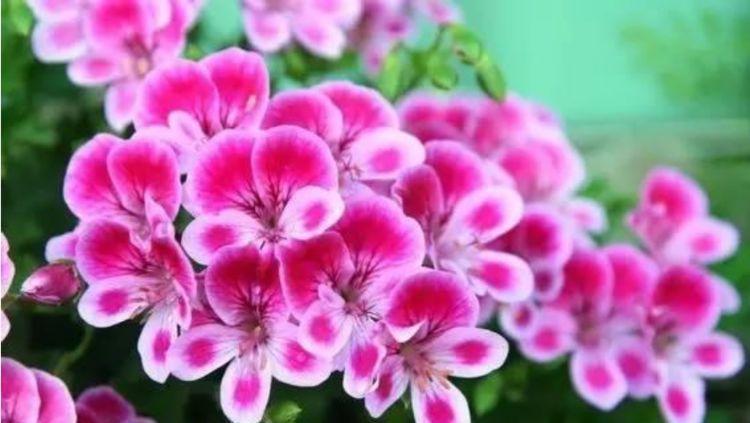 4种花好养易爆盆，惊艳如花球，超美的