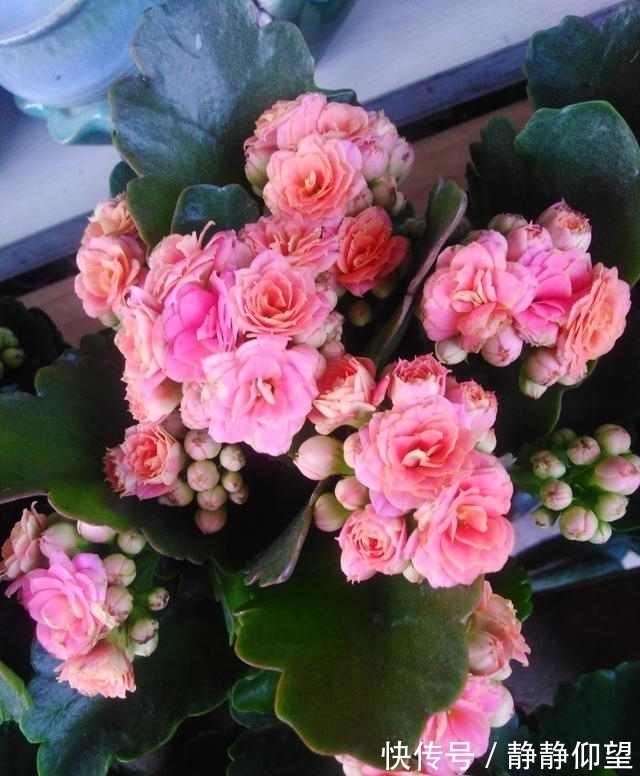 长寿花这个地方剪一剪,满头冒花苞,独苗绽放层叠群花