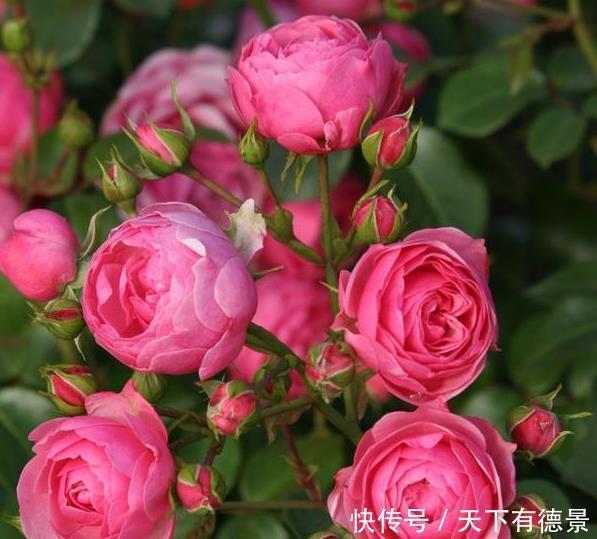 叶片|月季养不活?教你避开种死月季的五个陷阱,不走弯路做月季大神