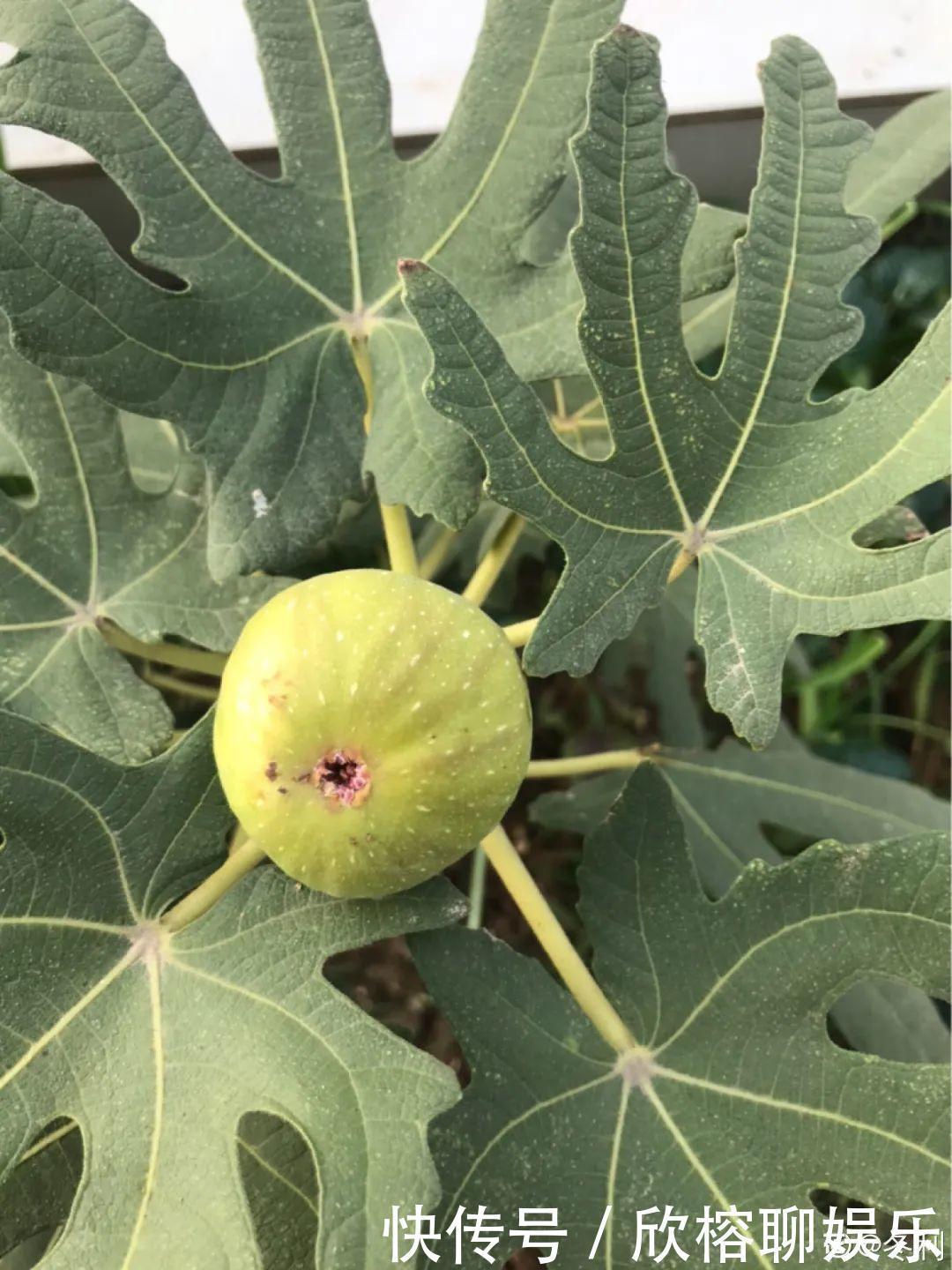 花花|大粗杆插土里,7天生根,当年结果压弯枝,不用买水果了!