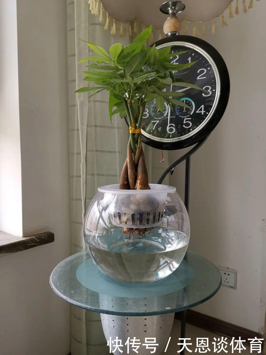 烂根|最难养的7种花，丢水里反而蹭蹭长，根系长满瓶！