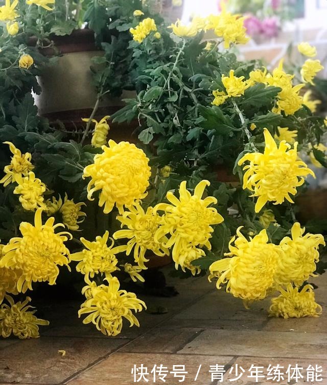 花市大捡漏,10种花现在买特合适,养一养就爆盆!