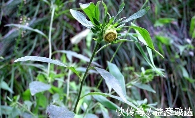 价值|人称”百草之王“，价值极高，若有幸遇见，请加倍珍惜！