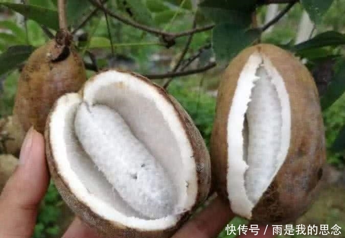 吃不起|野果子的翻身仗,小时候随处可见,长大后却吃不起了!