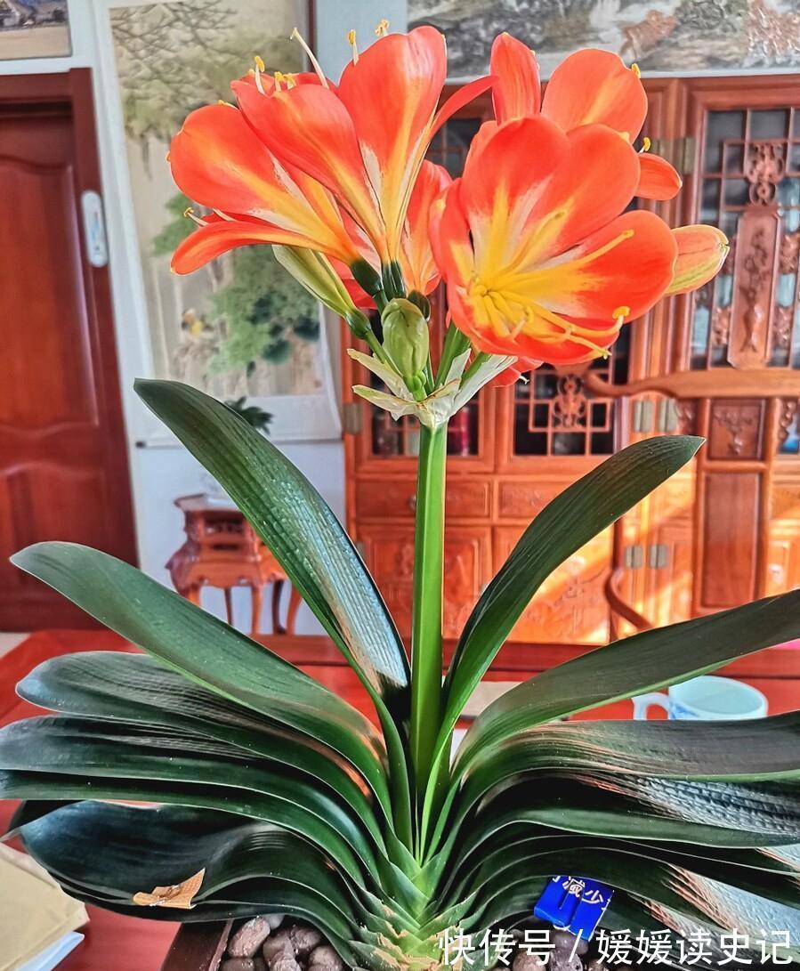 10种“旺运花”，家里至少养一盆，漂亮吉祥还“养人”